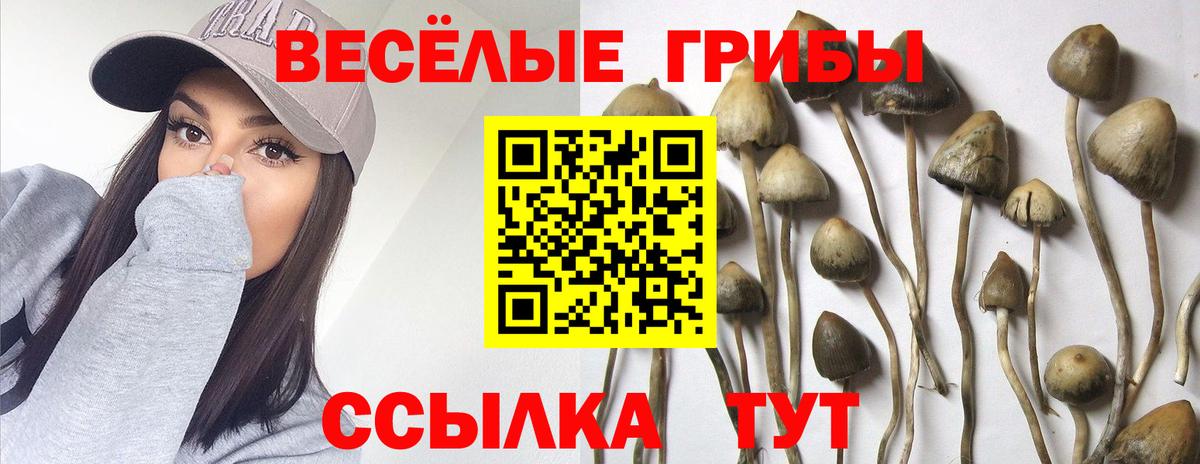 Галлюциногенные грибы Psilocybine cubensis Омск